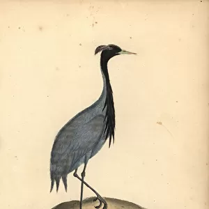 Mademoiselle crane, Anthropoides virgo (Numidian crane, Ardea virgo). Handcoloured copperplate engraving of an illustration by Ann and Emily Hayes from William Hayes Portraits of Rare and Curious Birds from the Menagery of Osterly Park