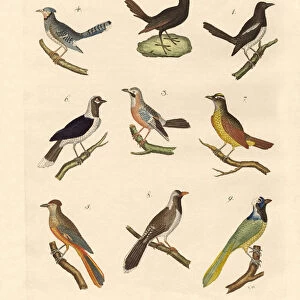 Magpies and jays (coloured engraving)