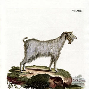 Mamber Goat (coloured engraving)