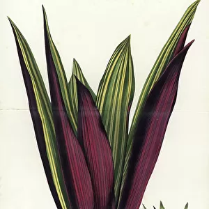 Moses-in-the-Cradle, Tradescantia spathacea (Tradescantia discolor fol. var.). Handcoloured lithograph from Louis van Houtte and Charles Lemaire's Flowers of the Gardens and Hothouses of Europe, Flore des Serres et des Jardins de l'Europe, Ghent