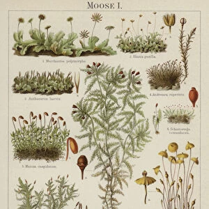 Mosses (colour litho)