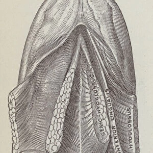 Muscles of the tongue from below (engraving)