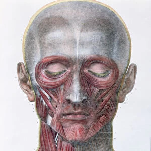 Musculature of the face, plate from Traite Complet de l Anatomie de l