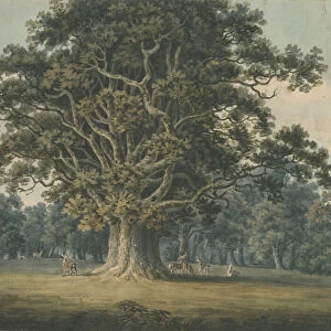 Needwood - Swilcar Oak: water colour painting, nd [?early 19th cent] (painting)