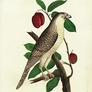 Vespertilionidae Fine Art Print Collection: Badius