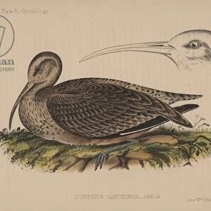 Sandpipers Photographic Print Collection: Bristle Thighed Curlew