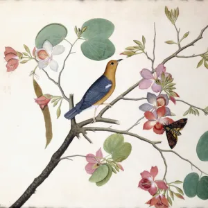 Thrushes Gallery: Orange Headed Thrush