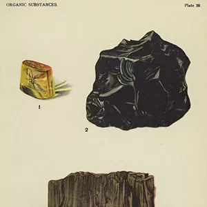 Organic substances, amber (enclosing insect), asphaltum, lignite (colour litho)