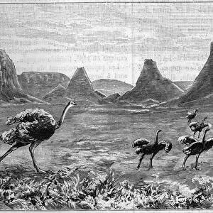 Ostrich free in southern Africa. Engraving from 1895 from a drawing by Lichtenstein