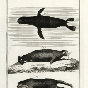Phocidae Gallery: Caribbean Monk Seal
