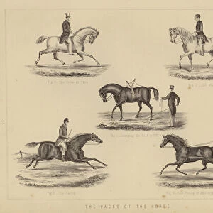 The Paces of the Horse (colour litho)