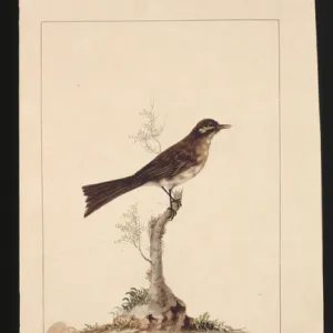 Honeyeaters Poster Print Collection: Yellow Faced Honeyeater