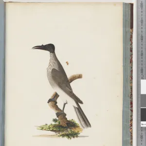 Honeyeaters Collection: Noisy Friarbird