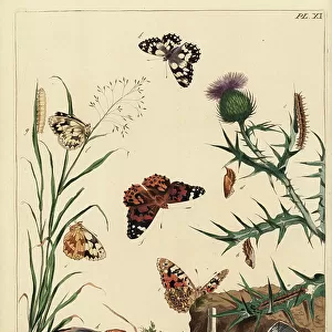 Butterflies Poster Print Collection: Cynthia Moth