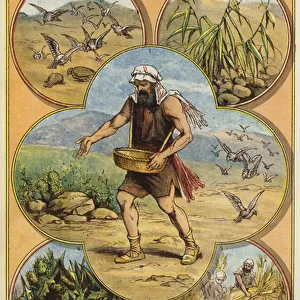 The Parables of Christ: The Parable of the Sower (chromolitho)