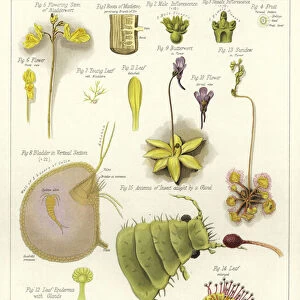 Parasites and Insectivorous Plants (colour litho)