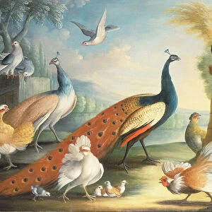 Two Peacocks, Doves, Chickens and a Rooster in a Parkland