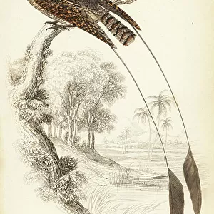 Nightjars Collection: Pennant Winged Nightjar