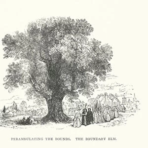 Perambulating the Bounds, The Boundary Elm (engraving)