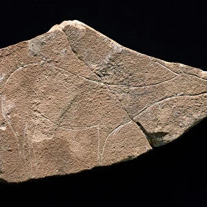 Petroglyph representing a deer, Parpallo Cave, Spain. Upper Paleolithic