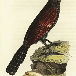 Cuckoos Collection: Philippine Coucal