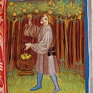 Picking fruit, from Opus Ruralium Commodorum by Pietro Crescenzi (1230-1321