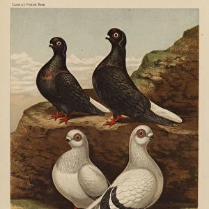 Pigeons: Black Capuchins; Damascenes (colour litho)