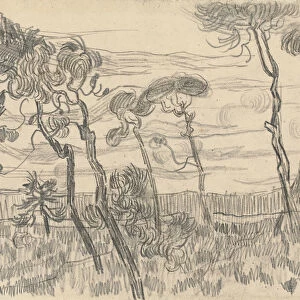 Six Pines Near the Enclosure Wall, 1899 (charcoal and pencil on paper)