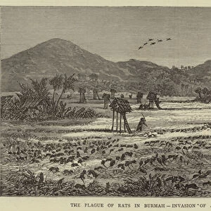 The Plague of Rats in Burmah, Invasion of a Karen Field of Grain (engraving)