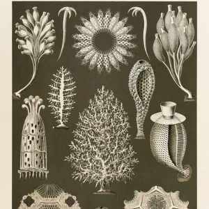 Sponges Photographic Print Collection: Calcareous Sponges