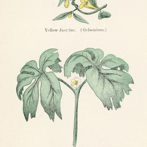 Poisonous plants (colour litho)