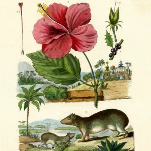 Pokeweed, 1833-39 (coloured engraving)