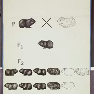 Poster demonstrating Mendels Law in Guinea Pigs (colour litho)