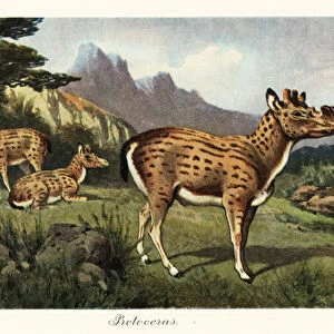 Protoceras, extinct genus of Artiodactyla. 1908 (Print)