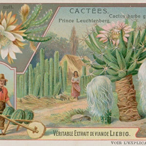 Queen of the Night, Prince Leuchtenberg and Grey Bearded Cactus (chromolitho)