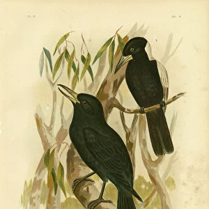 Quoys Crow-Shrike Or Black Butcherbird, 1891 (colour litho)