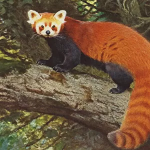 Red Panda c. 1900 (colour litho)