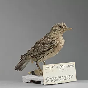 Wagtails And Pipits Collection: Red Throated Pipit