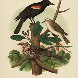 Vireos And Relatives Jigsaw Puzzle Collection: Red Eyed Vireo