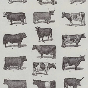Representative Types of Cattle (engraving)