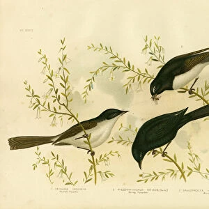 Restless Flycatcher, 1891 (colour litho)