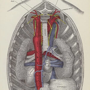 The roots of the lungs and posterior pulmonary plexus, seen from behind (engraving)