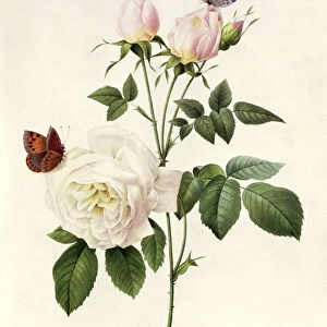 Rosa: Bengale the Hymenes, from Les Roses, 19th century (coloured engraving)