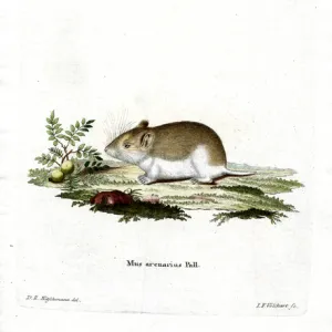 Spalacidae Metal Art Print Collection: SANDY MOLE RAT