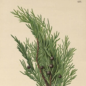 Savin Juniper (Juniperus Sabina) (colour litho)