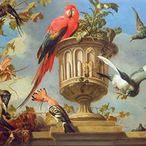 Scarlet Macaw perched on an urn, with other birds and a monkey eating grapes