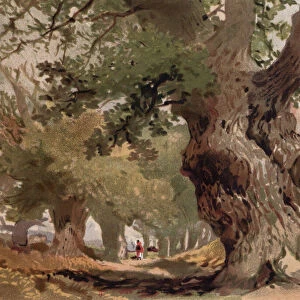 Scene in Sherwood Forest (colour litho)