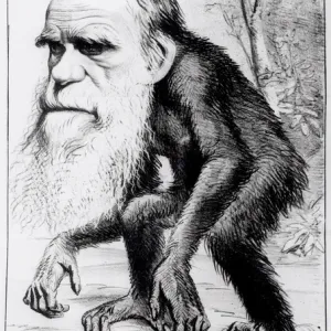 A Venerable Orang Outang Print A Venerable Orang Outang Print