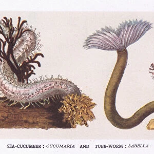 Sea Cucumber and Tube Worm, Nature in Britain published by Collins, 1946 (colour litho)