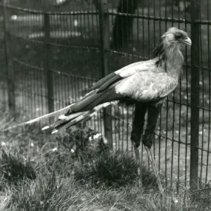 Accipitriformes Gallery: Related Images
